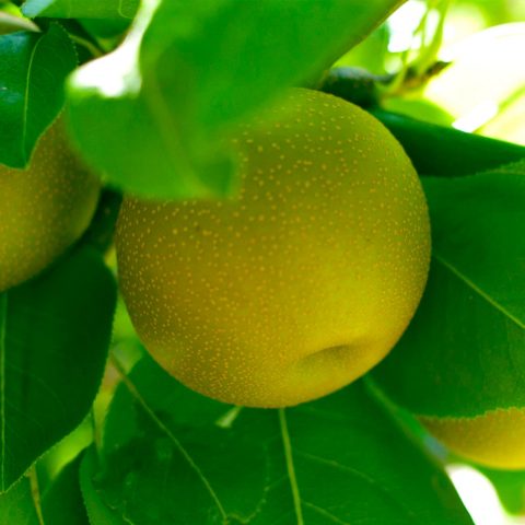 Oro Agri Pome Fruit Application Guide