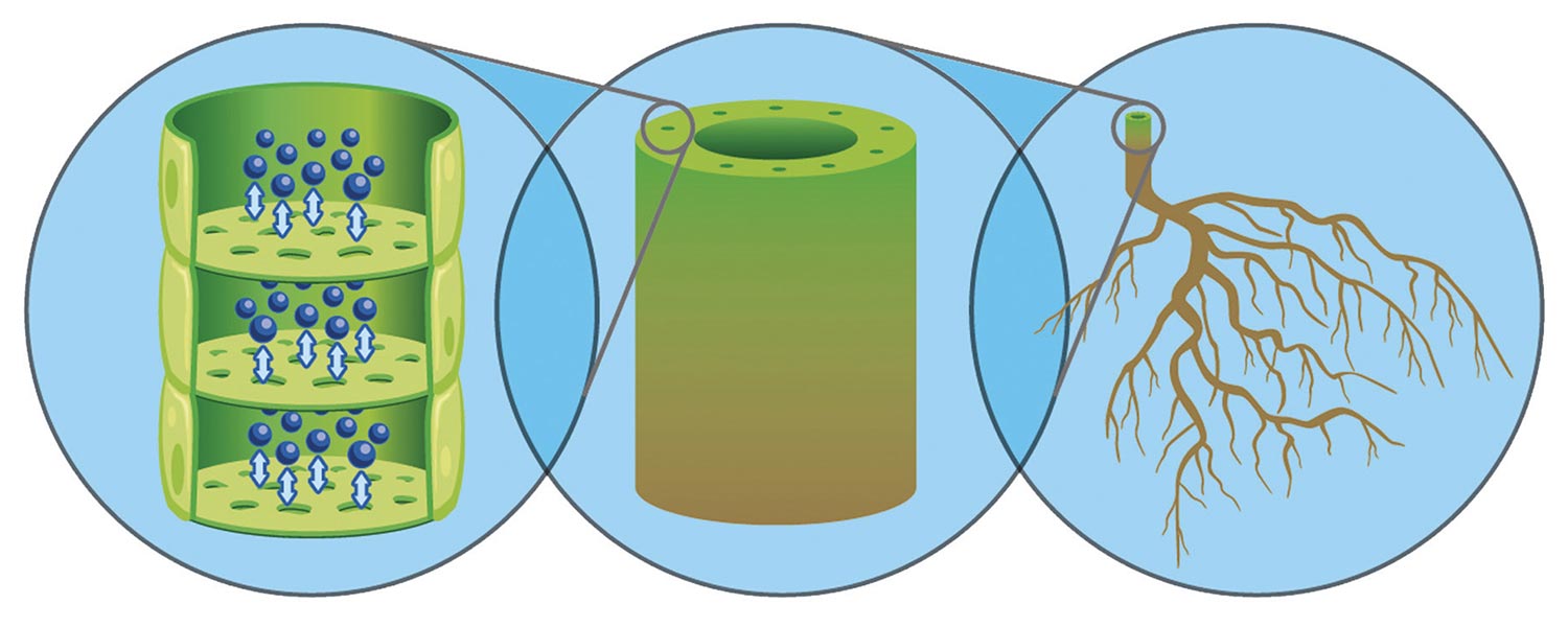 WETCIT TransPhloem Effekt